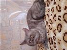 Смотреть foto  кот приглашает кошку для вязки 80591741 в Челябинске