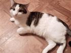 Скачать бесплатно фотографию  кот на вязку очень ласковый 81267696 в Челябинске