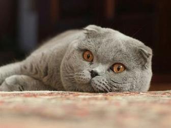   ,5 ,   ,  ,    ,    ,  ,,      ,   :  