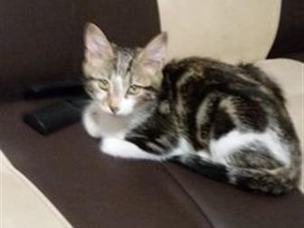    4  ,      ,     ,         ,   