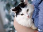 Молодая кошечка в добрые ручки