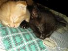 Черный котенок