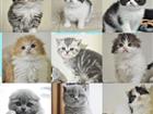 Шотландские вислоухие котята