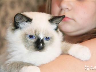        4    Ragdoll,    ,    seal mitted,  seal bicolor,    ,  