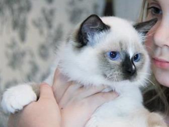        4    Ragdoll,    ,    seal mitted,  seal bicolor,    ,  