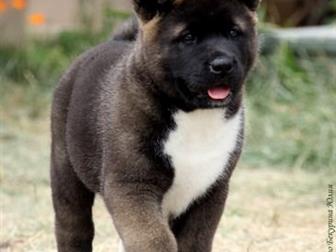 MERICAN AKITA      ,   ,  ,  ,  ,  ,     