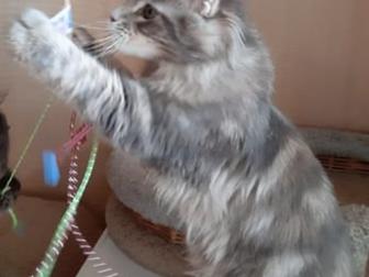 Котята готовы к переезду в новый дом,  Цена оговаривается индивидуально,  Все вопросы по телефону в Екатеринбурге