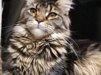      !      ! Available girls Maine Coon!       , !   