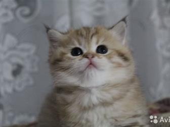       ( scottish-straight  and Scottish-fold ) ,    ,  ,  01, 09, 19,    ,    