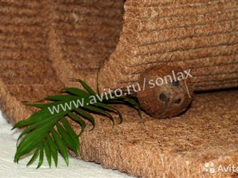 >  Standart cocos,  ,    ,  >> :   ,   , ,   