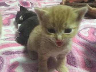      ,  - ,-!    !    
