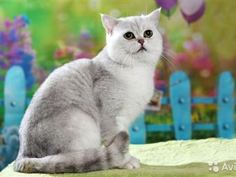  ,    , ,    -,   ,     , ,   ,  