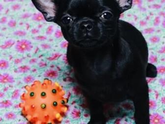   Kennel Queen Michelle  ,,,  ,Show-Class,   ( )     