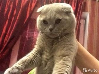    Scottish Fold     Scottish Strajt,      (     ),    