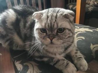  , 3    (Scottish Fold) - 1  , 1 -   (), 1 -  ,      