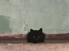 Отдам котёнка