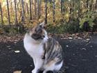 Кошечка