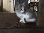 Котёнок-кошечка