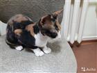 Отдам в добрые руки. Сфинкса