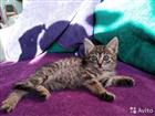 Котенок в хорошие руки