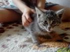 Отдам в хорошие руки, котенка