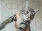 Котенок мальчик в добрые руки