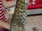 Бенгальский кот