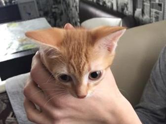     ,      -,-, ,  ,    
