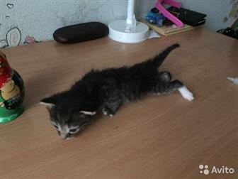          ,   ,  