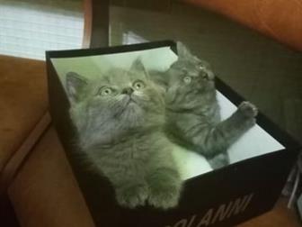      (  ),     ,  