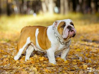      ,     (Ch, Impressive Bull Lester   Jch, Victory Show-Queen from Birch House),     