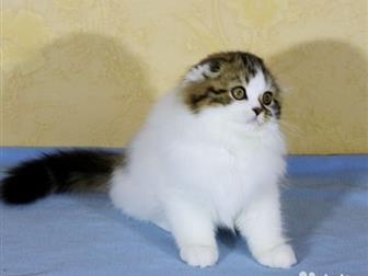  ,      Gaross, Cc     ,    ,  ,   3 ,  