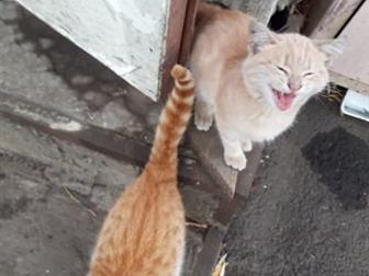  ,    ( )   ,       