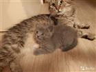 Котенок