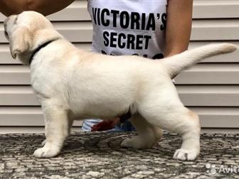 ?Polly Pride Litter E? -  7, 07, 2019, ??DAD:LabSPb USA Edition aka Brighton  (C, I, B,  