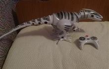  Roboraptor