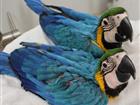 Скачать бесплатно изображение Птички и клетки Сине желтый ара - ручные птенцы из питомников Европы 31966408 в Москве