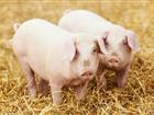 Скачать бесплатно foto  Комбикорм для свиней на откорме 34286602 в Калуге