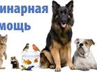 Свежее фотографию  Ветеринарная помощь 911 35360301 в Северодвинске