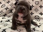   American Bully