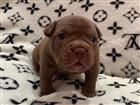   American Bully