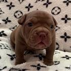   American Bully