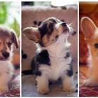 ����� ����� ����� ������� (���)