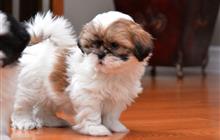 Wonderful Shih Tzu Puppies