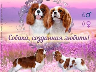 ������� ������  ������� ���� ������ ��������, ����� �������� ( �� �������� ����� ���� ����� ���������� �����, ����� ���, ������� ����� ��������� �� ���), ���� �������� � ������