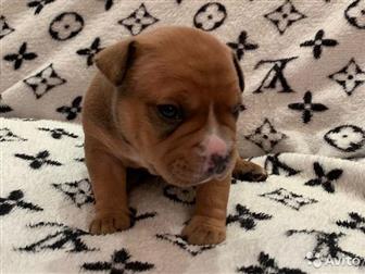  ,  , American Bully     ,   :  ,  :  ABKC :  (  35-37  