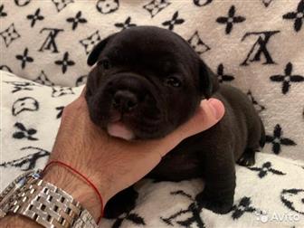  ,  , American Bully     ,   :  ,  :  ABKC :  (  35-37  