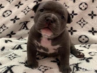  ,  , American Bully     ,   :  ,  :  ABKC :  (  35-37  