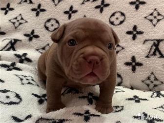  ,  , American Bully     ,   :  ,  :  ABKC :  (  35-37  