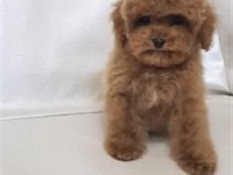 ��������� ��� � ���� Teddy � ������ red braun,  ������� 3 ������, ��������� ������,  ����� �������� �����,  ����� ������, ���� � ����� �� �������,  ����� ��� ������� � ������